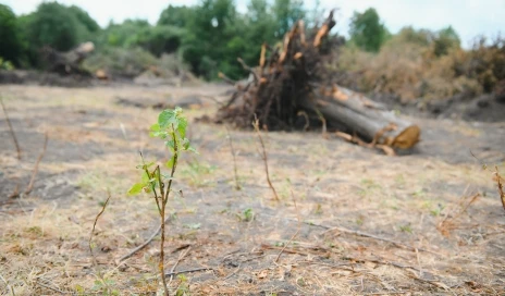 What is deforestation and forest area net change